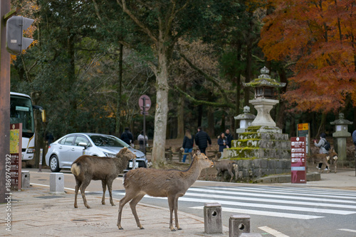 Nara Deer in Historic Temple Grounds
