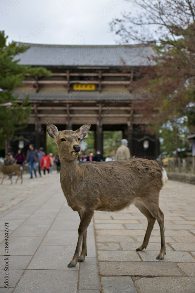 Naklejka premium Sacred Deer Resting Near Famous Nara Temple
