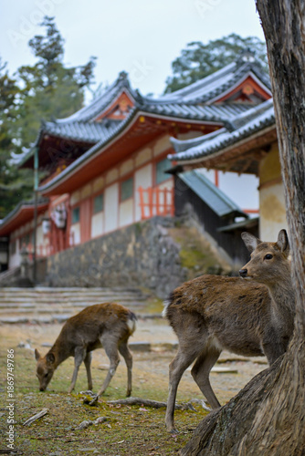 Nara Deer in Historic Temple Grounds