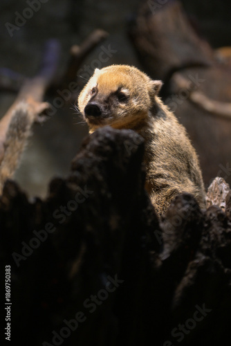 Japanese Marten Peeking from Tree Trunk in Forest – Zoo Close-Up in Japan