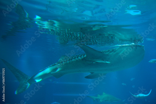 Giant Aquarium (Kaiyukan) with Tropical Fish in Osaka, Japan