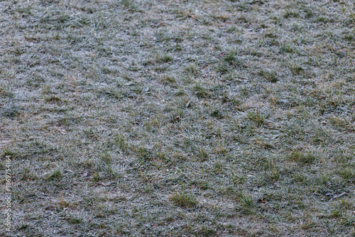 Close up of a frosted grass...