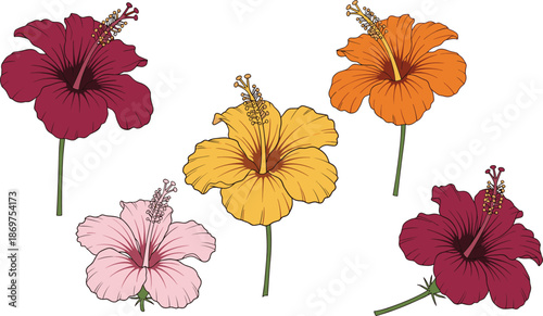 Vector set of vibrant hibiscus flowers in red orange yellow and pink colors isolated on white background for tropical design.