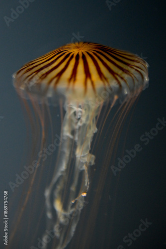 Jellyfish on a dark background inside Osaka’s Giant Aquarium