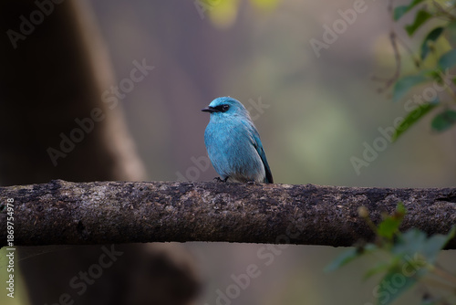 Canvas Print Verditer Flycatcher