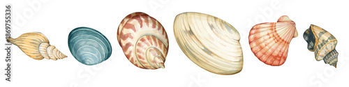 Watercolor hand drawn set with realistic seashells isolated on white background. Marine aquatic underwater exotic shells. Clip art elements for nautical design