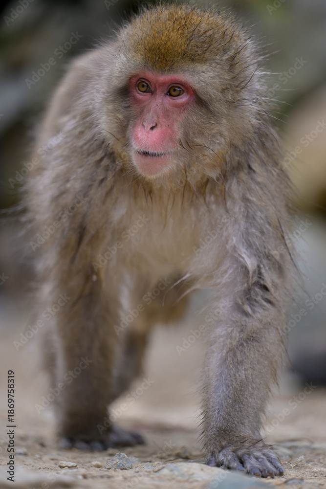 Obraz premium Japanese Snow Monkeys in Jigokudani Winter, Nagano' Japan