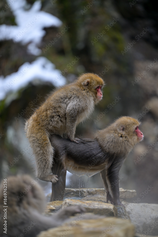 Fototapeta premium Japanese Snow Monkeys in Jigokudani Winter, Nagano