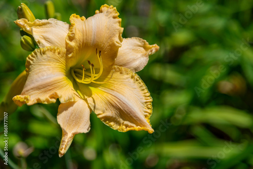 A vivid closeup of a peach-yellow daylily bloom, showcasing ruffled petal edg...