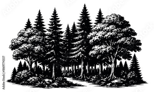 Hand drawn line art illustration of a forest depicting a natural woodland scene for outdoor themes