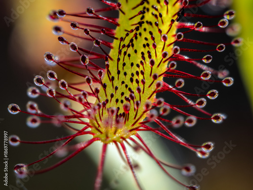 Makroaufnahme eines Sonnentaus mit klebrigen Fangtröpfchen – fleischfressende Pflanze