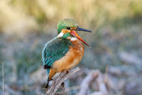 Canvas Print Portrait of an adult female common kingfisher (Alcedo atthis) or Eurasian kingfisher or river kingfisher with its beak wide open
