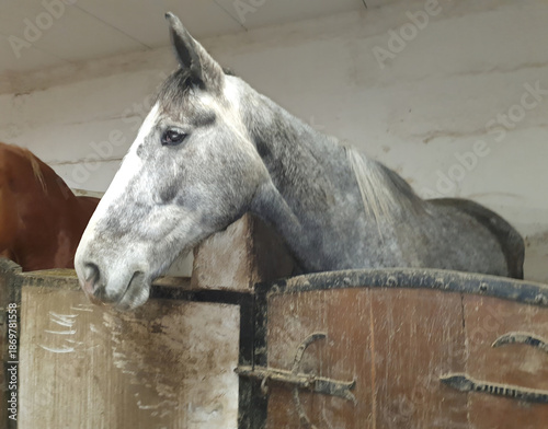 Photography A gray horse in apples looks out from its stall in a traditional stable