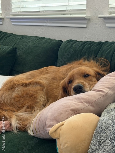Golden Dog Resting