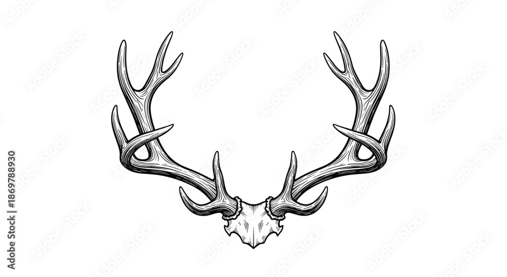 Fototapeta premium Pair of large branched deer antlers or stag horns shown in a symmetrical and detailed line art illustration.