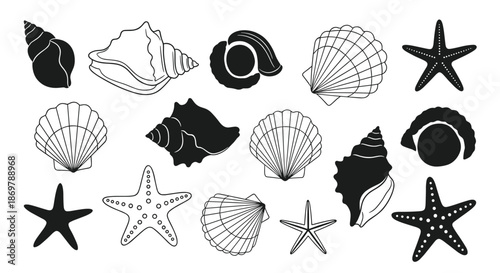 Silhouettes and line drawings of various seashells, starfish, and sea snails arranged on a plain background.