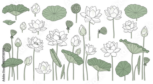 Large set of lotus flowers in various stages of bloom, lily pads, and seed pods in a soft green and white style.