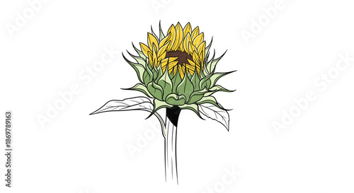 Yellow sunflower bud beginning to bloom is shown in a detailed botanical sketch with green leaves and a stem on a white background.