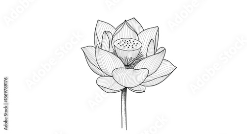 Beautiful lotus flower blooming on a single stem is depicted in a detailed hand drawn botanical line art sketch for decoration.