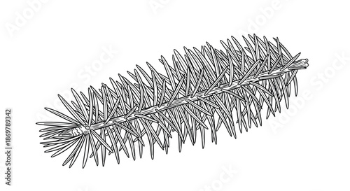 Detailed sketch of a single spruce or fir tree branch shows the thick arrangement of needles and the texture of the central twig.