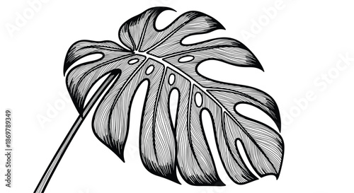 Large monstera leaf with its iconic splits and holes is depicted in a detailed black and white sketch for botanical art themes.