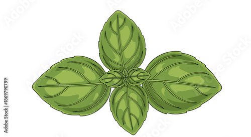 Fresh green basil leaves depicted in a detailed vector illustration style on a plain white background for culinary or gardening themes.