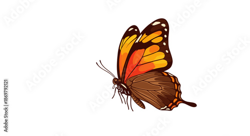 Beautiful monarch butterfly with orange and black wings shown in profile against a plain white background for nature study.