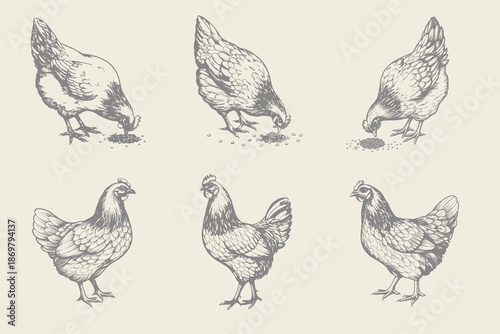Vintage hen chicken illustration. Engraving style chicken. Can be used for menu restaurants, for packaging in markets and shops vector. Eps 10
