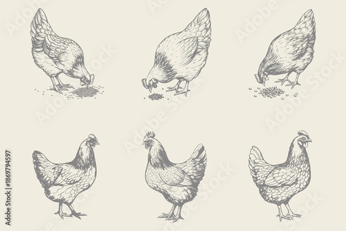 Hand-drawn retro hen chicken vector illustration. Poultry, broiler, farm animal feeding. Vintage Easter card. Eps 10