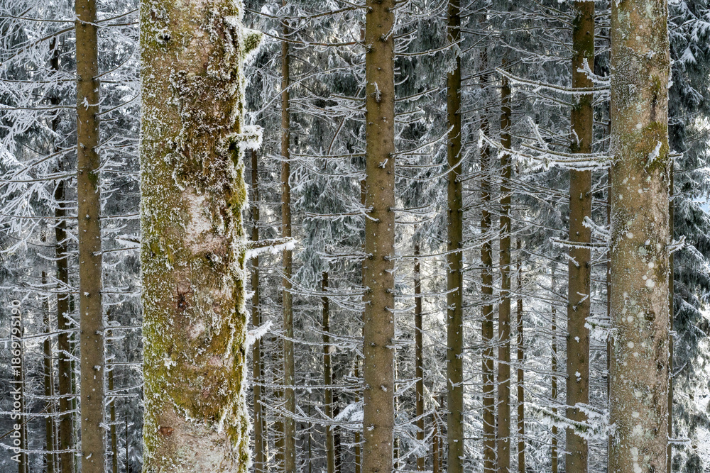 Obraz premium Winter im Schwarzwald