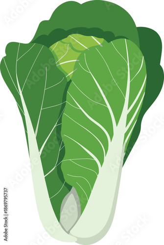 Fresh green Chinese cabbage illustration isolated on white background, organic leafy vegetable for healthy food, cooking, nutrition and agriculture concepts