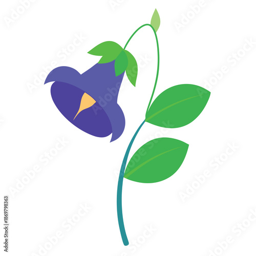 Butterfly pea vector on white background 