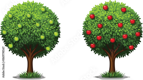 Vector illustration of two green apple trees with red and green fruits, garden fruit trees isolated on white background, harvest.
