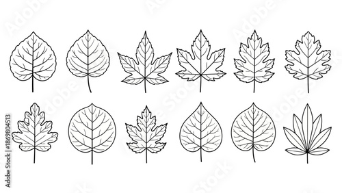 Leaf Outline Vector Set – Unique Botanical Shapes with Vein Patterns for Nature, Education, Design, Crafting, and Scientific Illustration Themes