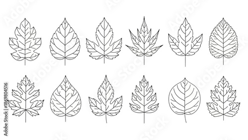 Leaf Outline Vector Set – Unique Botanical Shapes with Vein Patterns for Nature, Education, Design, Crafting, and Scientific Illustration Themes
