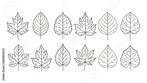Leaf Outline Vector Set – Unique Botanical Shapes with Vein Patterns for Nature, Education, Design, Crafting, and Scientific Illustration Themes