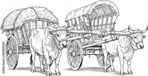 Traditional vintage bullock cart with oxen carrying hay and covered wagon in black and white cad drawing flat vector illustration
