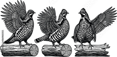 Vintage Woodcut Quail Bird Set Featuring Three Detailed Engravings of Game Birds on Logs With Open Wings for Nature and Hunting Design