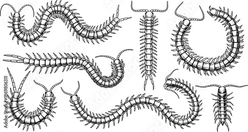 Centipede insect character set with many legs, creepy crawling bug mascot collection, poisonous creature, cad drawing flat vector illustration, isolated
