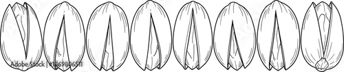 Eight pistachio nuts in shell collection set for coloring book pages healthy snack organic food cad drawing flat vector illustration
