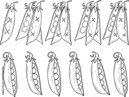 Green pea pod collection set with open shells and seeds for coloring book pages healthy vegetable cad drawing vector illustration