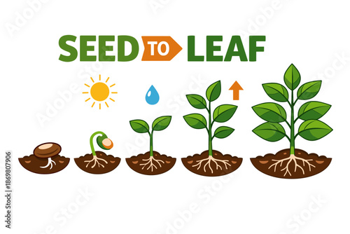 Growth stages of a plant from seed to leaf with sun and water elements