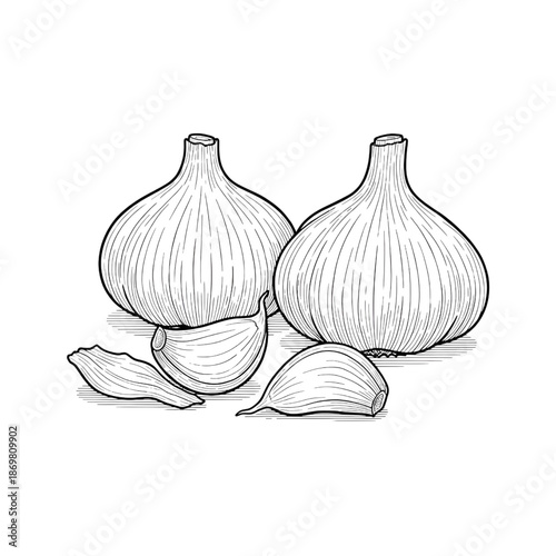 hand drawn garlic bulbs and cloves minimalist black and white line art illustration