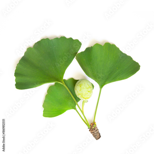 Ginkgo Biloba Fruits and Leaves Isolated on White Background
