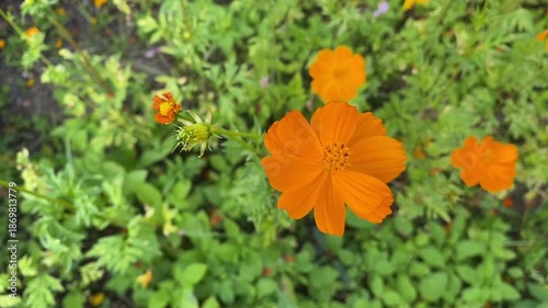 Close up video of orange cosmos flower blooming among green leaves in garden with natural light creating fresh and cheerful nature mood