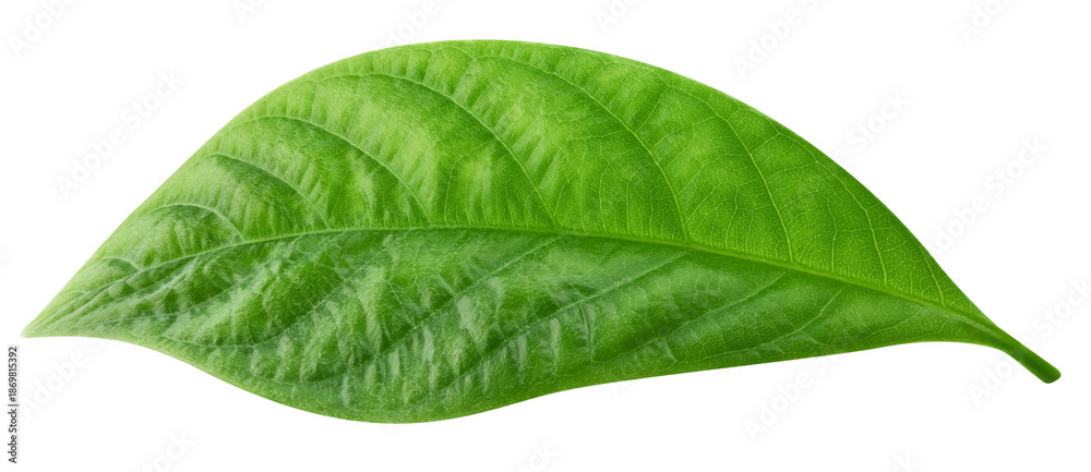 Obraz premium Leaf exotic isolated on transparent background. Tropical leaf PNG