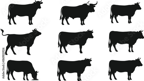 Set of black cow and bull silhouettes, standing and grazing cattle, farm animal vector illustration isolated on white background.