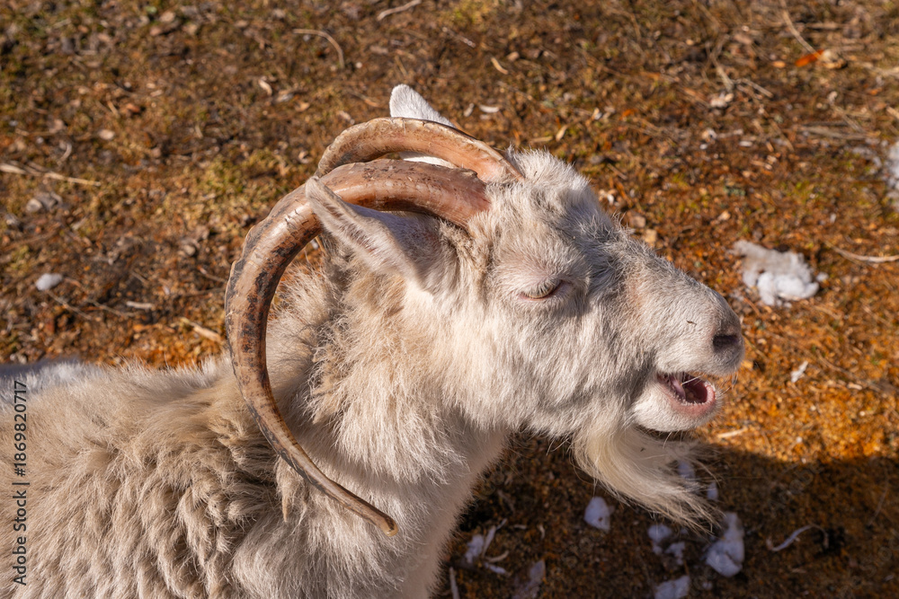 Fototapeta premium White goat with long curved horns and beard. Funny animal yawning or speaking on sunny day. Portrait of farm female goat animal.