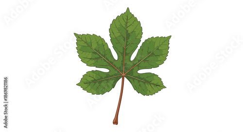 Vibrant green chestnut leaf with five lobes and visible veins on a brown stem, perfectly isolated on a plain white background.