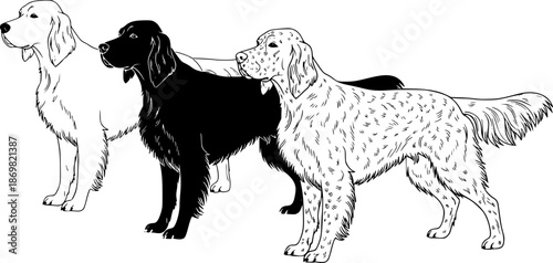 Illustration of two english setter dogs one in outline and one in solid black silhouette style image editable vector
